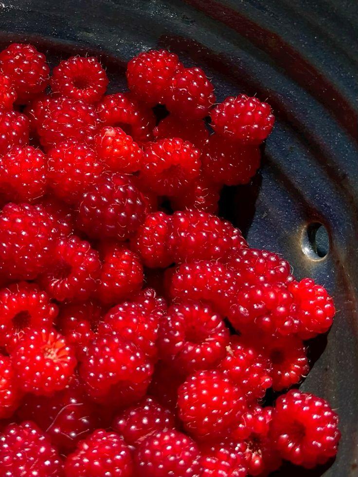 Garden-Fresh Berry Fusion Carton